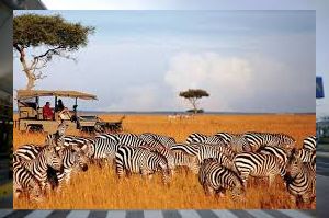 Zebras in Masai Mara NR
